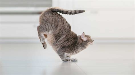 Can You Put a Dry Paper Towel in the Microwave, and Why Do Cats Always Land on Their Feet?