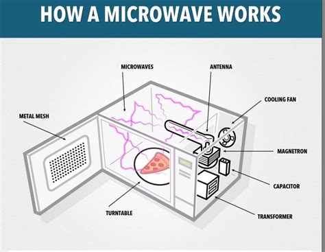 Can You Put Paper Plate in Microwave? And Why Does It Feel Like a Cosmic Mystery?