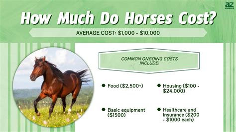 How Much Does Horse Training Cost Per Month: A Comprehensive Guide to Understanding the Investment